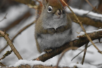 La Plaine 14 Janvier 2024