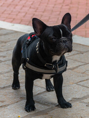 Bulldog francés negro