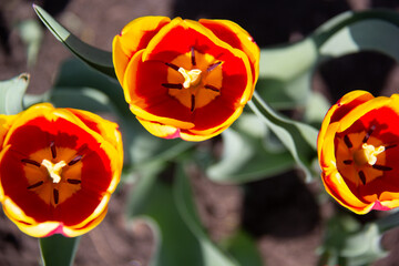 Trio of red and yellow tulips