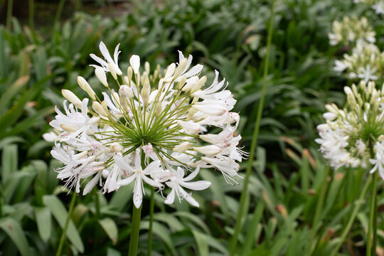 Parque Natural, sendero en la  naturaleza, plantas y flores