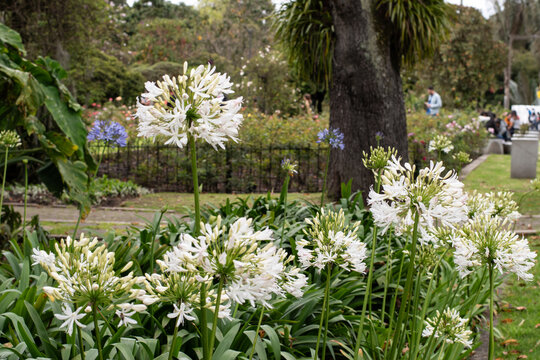 Parque Natural, sendero en la  naturaleza, plantas y flores