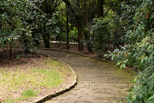 Parque Natural, sendero en la  naturaleza, plantas y flores