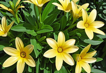 Bright yellow gazania blooms in the garden
