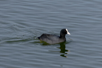pato no Lago