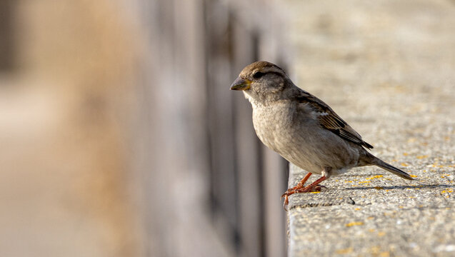 p&aacute;ssaro pequeno