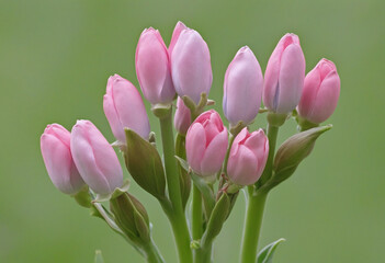 Fototapeta premium Cluster of pink Virginia bluebell buds in early spring