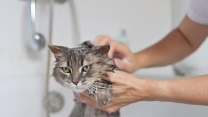 A displeased gray tabby cat getting bathed by a cropped unrecognizable person in a shower, with shampoo down its head