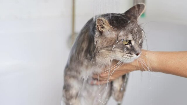 A displeased gray tabby cat getting bathed by a cropped unrecognizable person under a handheld shower, with water pouring down its head