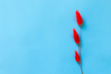 Red fluffy plant twigs on blue background with copy space. Beautiful postcard with space for text and advertisement, red flower, bright photo, blue paper background, three bright flowers