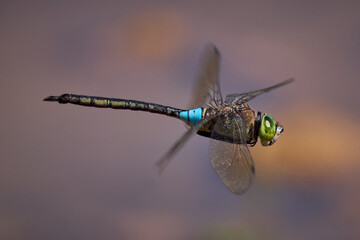dragonfly on fly