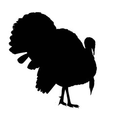 Silhouette of turkey isolated on white background 