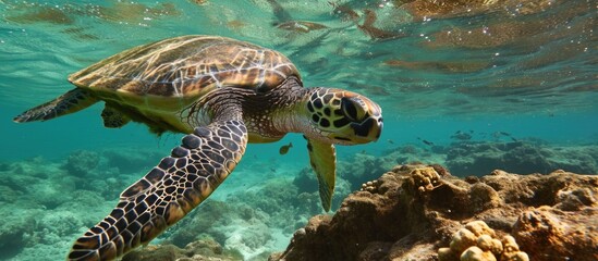 Hawaii's North Shore hosts cruising Green Sea Turtles in warm Pacific waters. - obrazy, fototapety, plakaty