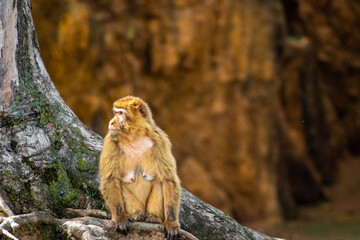 portrait of a macaque sitting on the roots of a tree looking around