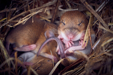 Baby mice sleeping in nest in funny position (Mus musculus)