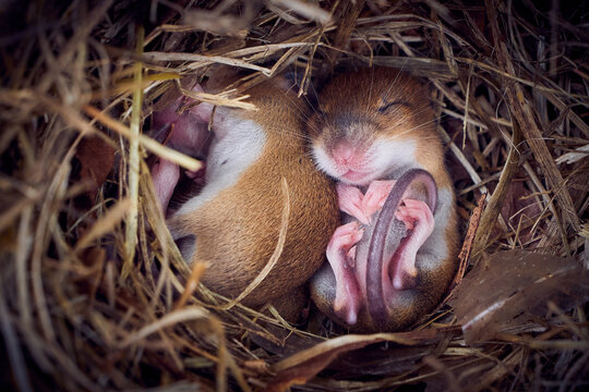 Baby mice sleeping in nest in funny position (Mus musculus)