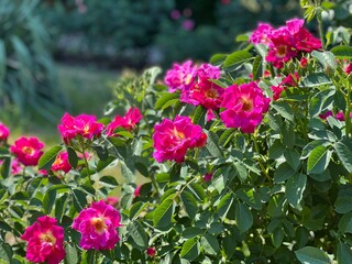Rose shrub with bright pink flowers in the garden.