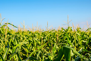 Obraz premium Goldene Maisstunden: Ein beeindruckendes Bild zeigt ein Maisfeld bei Sonnenaufgang oder Sonnenuntergang, eingehüllt in die warmen Farben der Natur