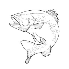 Bass fish Sketch Black and white jumps out of water isolate realistic illustration. Big Largemouth Bass. perch fishing in the usa on a river or lake at the weekend. - 709357713
