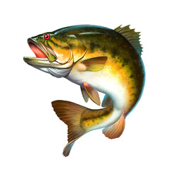 Bass fish jumps out of water isolate realistic illustration. Big Largemouth Bass. perch fishing in the usa on a river or lake at the weekend. - 709357730