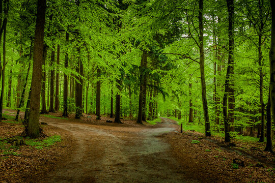 path in the forest