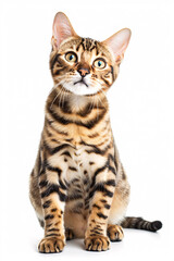 Bengal cat isolated on white background