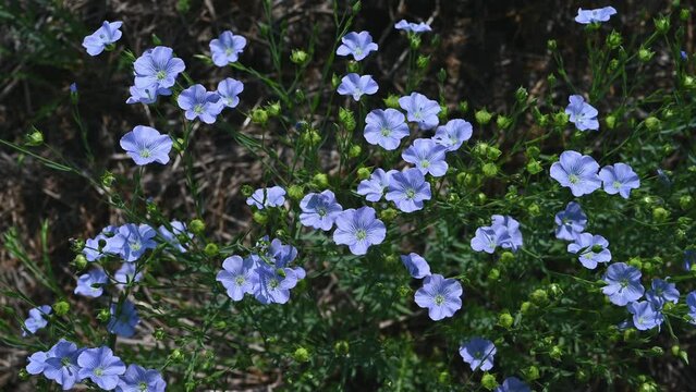 Close-up of bright blue flax flowers that are surrounded by green foliage are moving in a light wind.  

