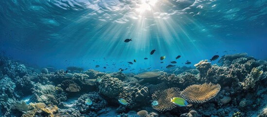 Underwater view of Huahine island's Pacific reef with fish and sunlight.