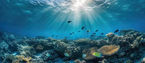 Foto op Plexiglas Underwater view of Huahine island's Pacific reef with fish and sunlight. © AkuAku