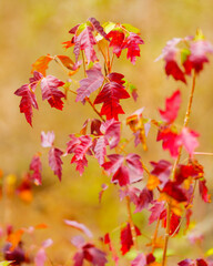 A stand of poison ivy plants showing off its autumnal beauty, while setting a trap for an unsuspecting person to touch it, likely causing an allergic burning, itching rash.