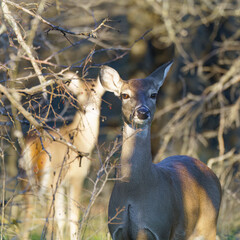 Two whitetail does hiding in the woods on a late afternoon in early January 2024 near Benbrook Lake, Texas. The distant doe resembles a Patronum of Harry Potter's mother Lily or of Snape.