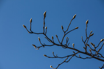 Fluffy magnolia buds on the branches. A genus of flowering plants in the family Magnoliaceae.