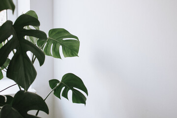 Green leaves of houseplant monstera against a white wall.  Minimalism. Copy space