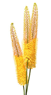 Bouquet yellow eremurus flower isolated on white background. Flat lay, top view