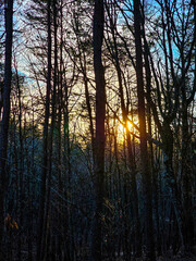 Sunset in the forest. Sunlight through the branches of trees.
