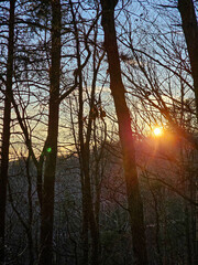 Sunset in the forest. Beautiful sunset in the woods. Sunlight through the trees.
