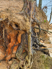 tree roots on sandstone cliffs by the sea in spring. Lake Lanier, GA.