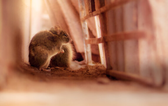Ratones