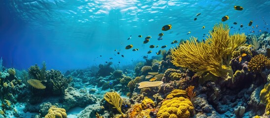 Fototapeta premium Coral reef near Bonaire in the Caribbean.