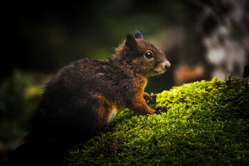 Eichhörnchen