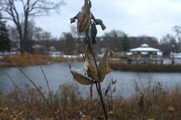 Close up of Common Milkweed (Asclepias syriaca) stem and dried seed pods popped open in the...