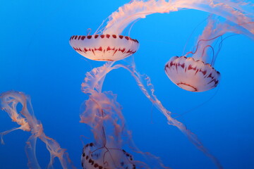 jelly fish in the aquarium