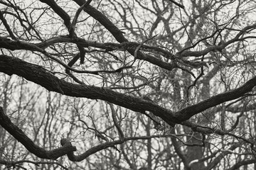 Monochrome photograph captures intricate details of bare tree branches against pale sky, evoking serene atmosphere. Thick, twisted branches extend, devoid of leaves