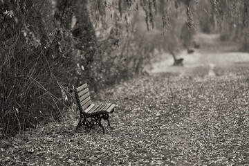 Serene park scene captures nature’s tranquility with empty benches, peaceful path, autumn leaves,...