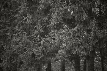 Black and white capture reveals dense forest, intricate leaf texture, depth perception from near to far trees, serene mood, natural setting