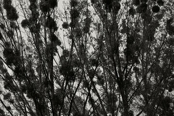 Silhouetted trees tower against sky, creating intricate patterns. Dense foliage adds texture, while monochrome tone evokes mystery