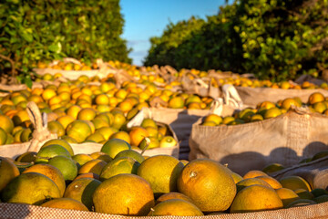 Orange harvest in a sunny day, Brazil's countrysie