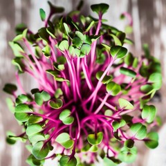 Obraz premium A close up of a plant with green and pink sprouts. Healthy home grown microgreens.