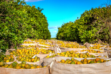 Orange harvest in a sunny day, Brazil's countrysie