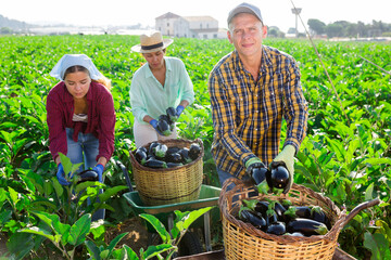 Two women and one man picking ripe eggplants in vegetable field.