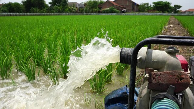 Irrigation of rice fields using pump wells with the technique of pumping water from the ground to flow into the rice fields. The pumping station where water is pumped from a irrigation canal or river.